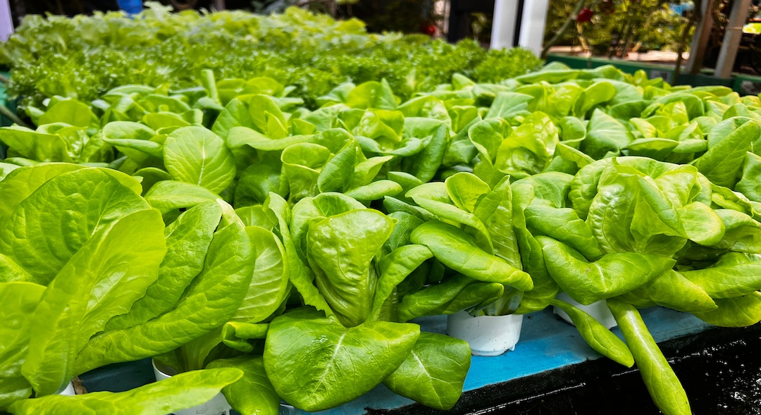 AHAboard%20with%20lettuce