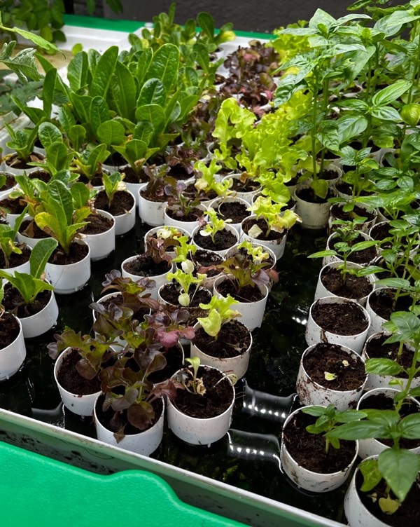 Nursery in AHAtray 2