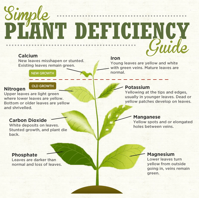 Plants%20deficiencies