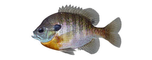 Bluegill