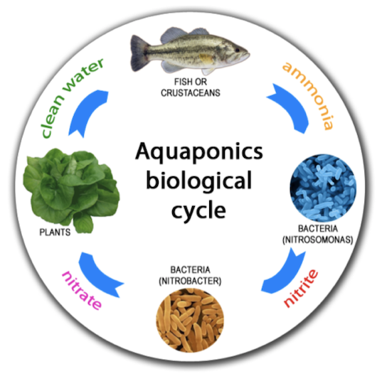 Aquaponics biological cycle