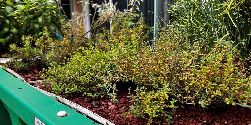 Thyme in AHAtrayThyme in AHAtray