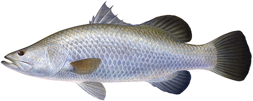 Barramundi