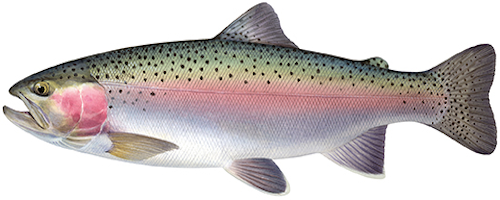 Rainbow trout