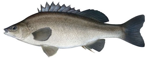 Silver perch