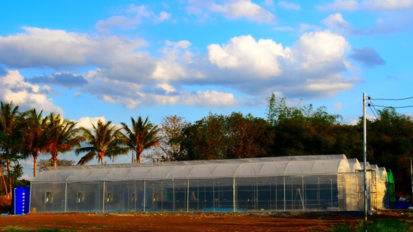 Thailand large experimental farm