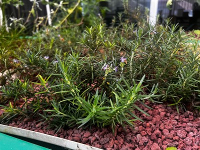 Rosemary
