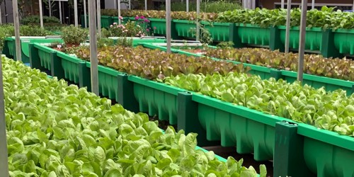 AHAS Aquaponics Farm in Singapore