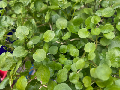 Kale