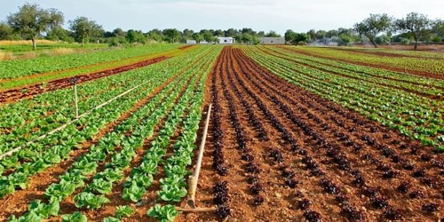 Soil farming