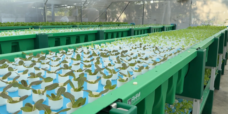 AHAponics Farm after upgrade