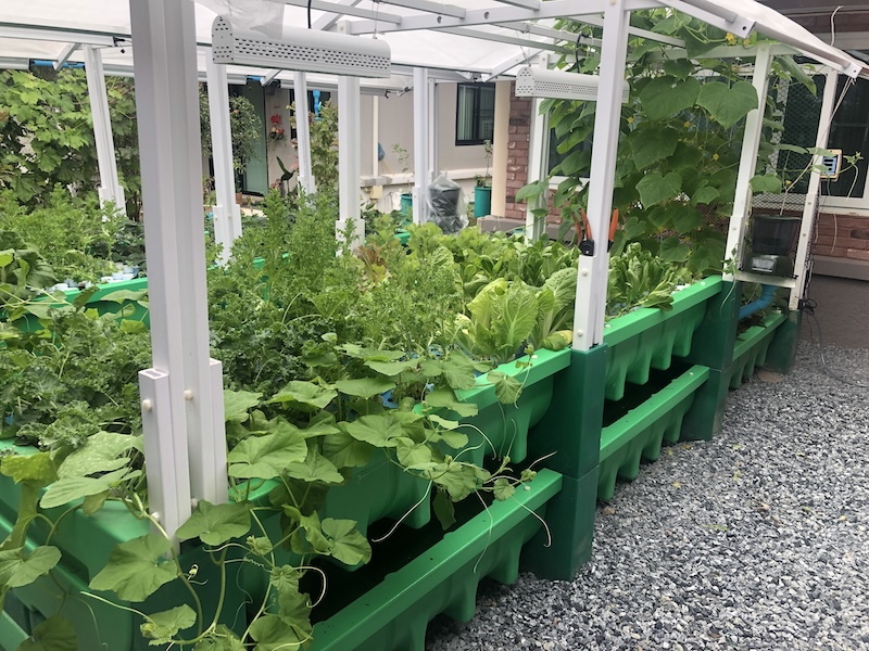 AHAponics AHAS garden kit
