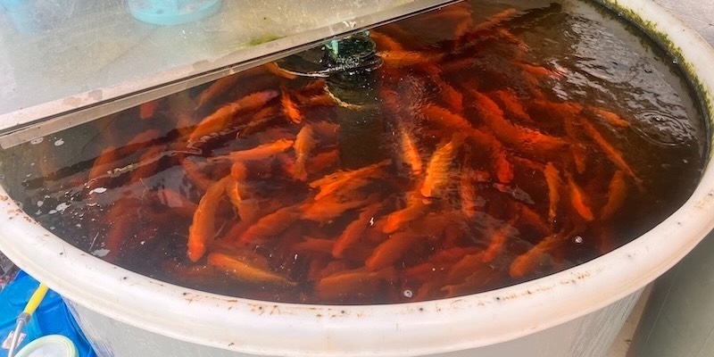 AHAponics fish tank