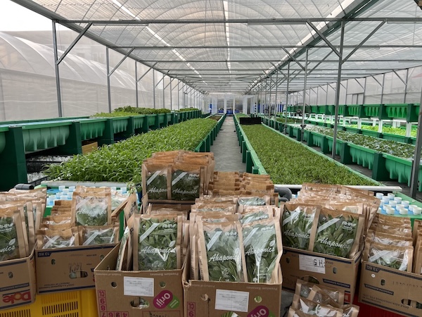 AHAponics AHAS Malaysia large Aquaponics farm