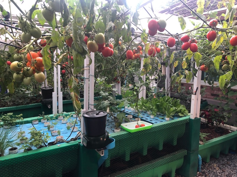 AHAponics AHAS Garden Kit Tomato
