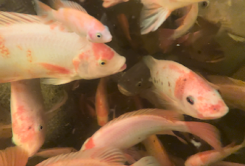 AHAponics Fish care