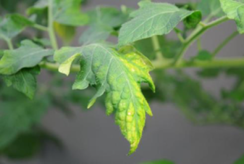 AHAponics Plant care
