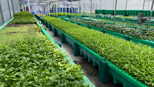 AHAponics Expansion of the Malaysia farm