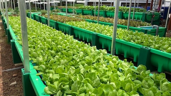AHAponics AHAS large farm