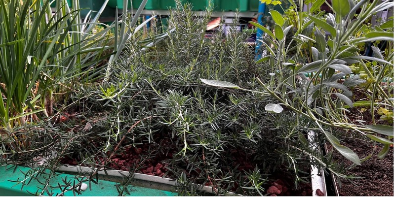 Rosemary in AHAtray