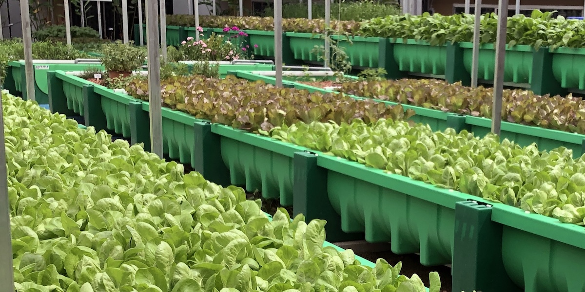 AHAponics farming Singapore