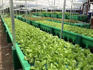 AHAponics AHAS large farms