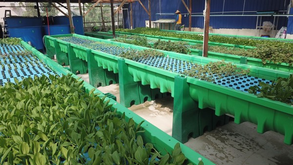 AHAponics AHAS First farm in Malaysia in a housing area