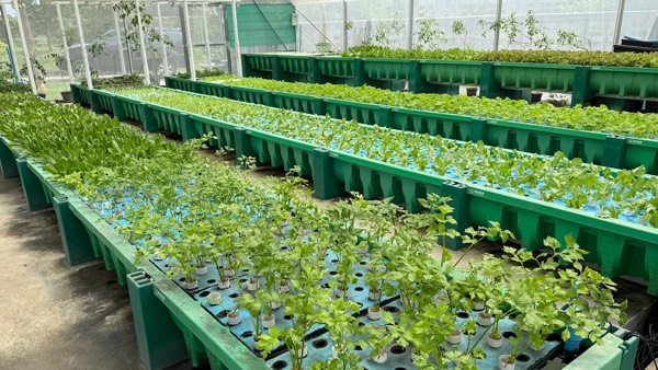 AHAponics Children Proctection project phase 2