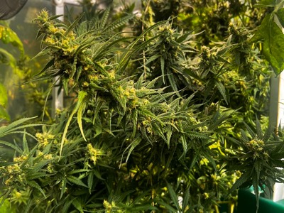 AHAponics Cannabis