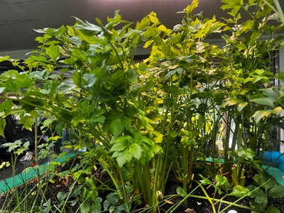 AHAponics Celery
