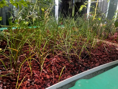 AHAponics Chives