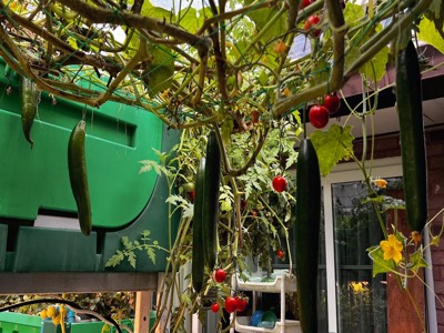 AHAponics Cucumber