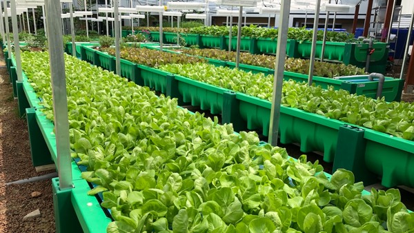 AHAponics AHAS First farm in a hotel in Singapore