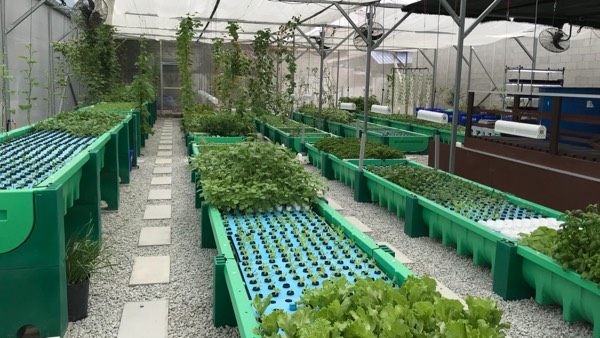 AHAponics Relocation of the Malaysia farm