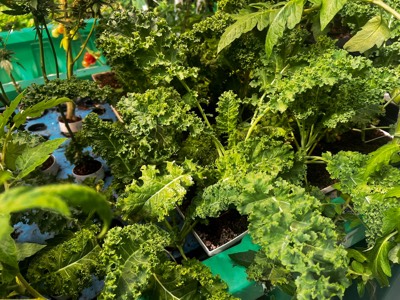 AHAponics Kale