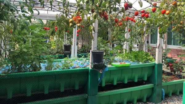 AHAponics AHAS Garden system test lab
