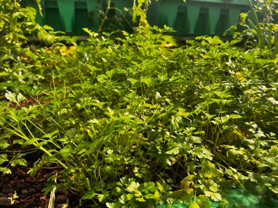 AHAponics Parsley
