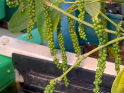 AHAponics Pepper