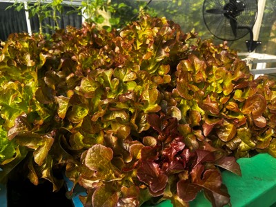 AHAponics Red Oak