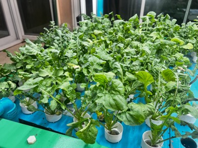 AHAponics Arugula roquet