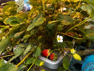 AHAponics Strawberry