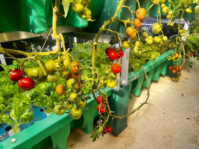 AHAponics Tomato