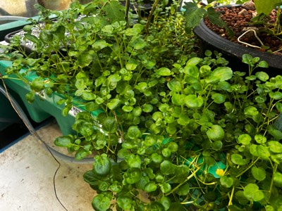 AHAponics Watercress