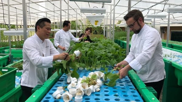 AHAponics AHAS farm The Chefs harvesting
