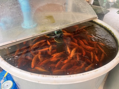 Fish%20tank.jpeg