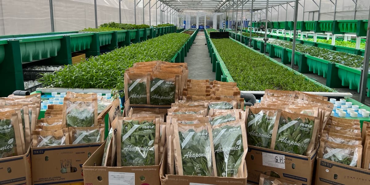 AHAponics AHAS Kuala Lumpur farm