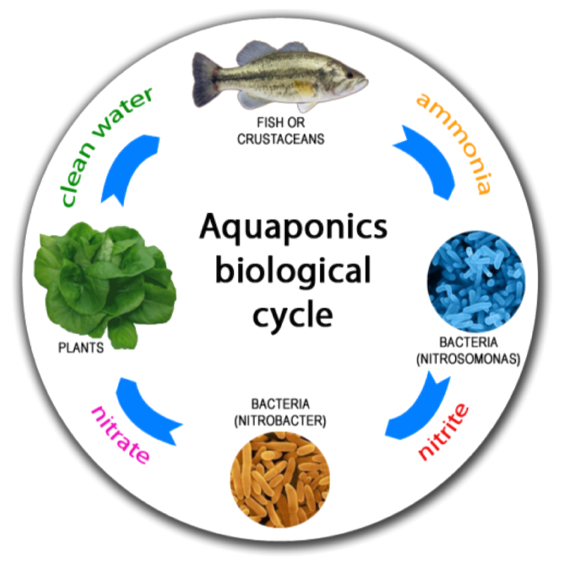 What is Aquaponics