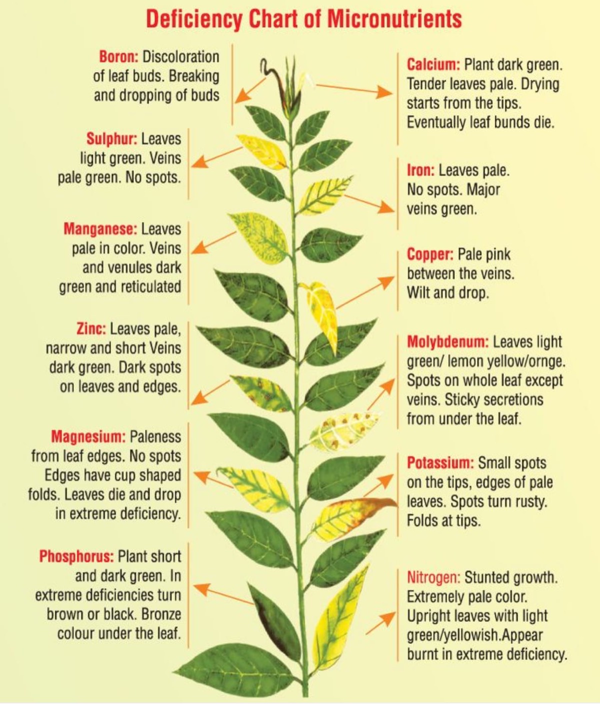 plant%20care Micronitrient%20chart
