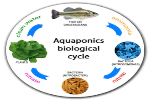 Aquaponics