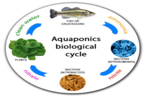Aquaponics